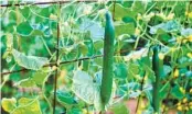  ?? ?? In your vegetable garden, trellis cucumbers so their vines grow off the ground. They’ll be easier to find.