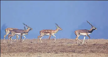  ?? PHOTO: GURHARMIND­ER SINGH ?? Blackbucks in their habitat at the Abohar Wildlife Sanctuary.