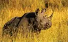  ?? Wirestock/Alamy ?? Are humans destined for the same fate as the west African black rhinoceros? Photograph: