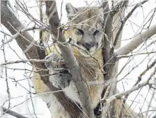  ?? Matthew Jonas, Daily Camera ?? A mountain lion rests in a tree in the 1500 Block of Grove Street in Boulder on April 2.