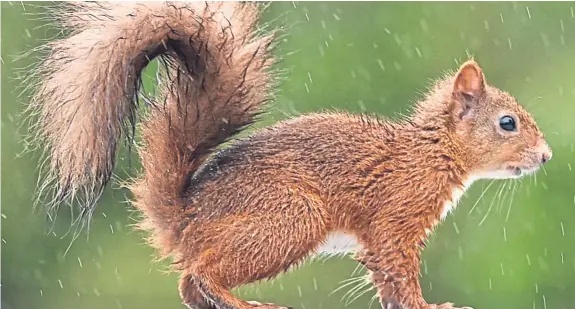  ??  ?? “I thought readers might like this photograph of a red squirrel enjoying an autumn shower at Barnhill in Perth,” says Roy Mitchell.