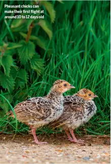  ?? ?? Pheasant chicks can make their first flight at around 10 to 12 days old