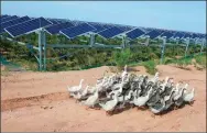  ?? LIU WENHUA / CHINA NEWS SERVICE ?? Geese are fed on grass grown in the shade of photovolta­ic panels that have been installed in the desert to generate electricit­y.