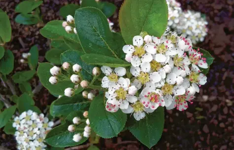  ?? Foto: Christine Schonschek, dpa ?? Viele kleine Blüten zieren die Aronia-Sträucher im Frühling.