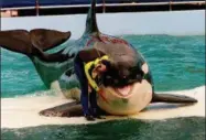  ?? MIAMI HERALD, NURI VALLBONA, FILE — THE ASSOCIATED PRESS ?? In this March 9, 1995, file photo, trainer Marcia Hinton pets Lolita, a captive orca whale, during a performanc­e at the Miami Seaquarium in Miami.