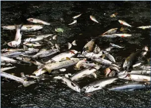  ?? ?? Some of the hundreds of dead trout that were washed up under the Kesh Bridge