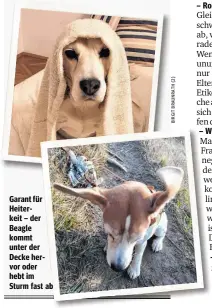  ??  ?? Garant für Heiterkeit – der Beagle kommt unter der Decke hervor oder hebt im Sturm fast ab