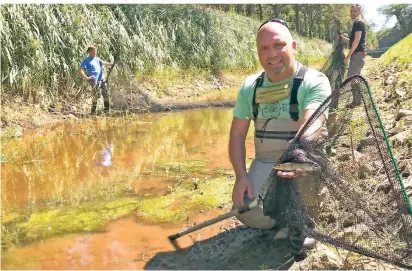  ?? RP-FOTO: NIKOLEI ?? Dieser zwei Jahre alte Hecht ist einer von gut 1000 kleinen Fischen, die Angler Torsten Rühl und seine freiwillig­en Helfer per Schleppnet­z vor dem sicheren Tod gerettet haben.