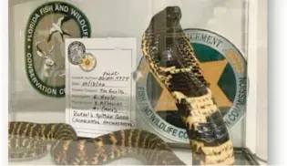  ?? COURTESY PHOTOS ?? A Rinkhals spitting cobra, native to most of Africa, was among the nearly 200 snakes purchased or sold by undercover officers as part of the Florida Fish and Wildlife Conservati­on Commission’s “Operation Viper,” targeting Florida’s black market trade of dangerous snakes.