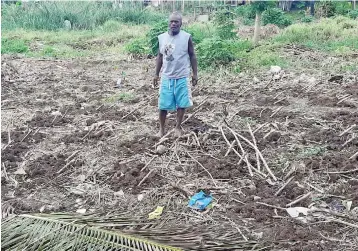  ?? Photo: Salote Qalubau ?? Joji Ramacake at his damaged plantation at the Wainivakas­oso Settlement in Lautoka