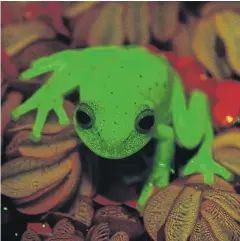  ?? AFP ?? The fluorescen­t polka-dot tree frog that lives in South America. Argentine and Brazilian scientists discovered it in the former country.