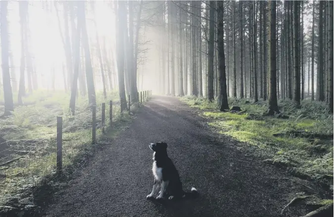  ?? ?? 0 Scotsman reader Ketih Dolan’s Border Collie, Brodie, enjoys a spot of “squirrel watching” in Beecraigs Country Park in West Lothian