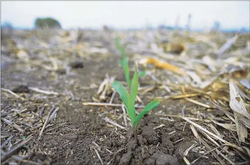  ?? FOTOS: GENTILEZA MONSANTO ?? LO VIEJO, NUEVO. El glifosato ha dejado de ser la herramient­a que controla todo en los lotes. Ahora se recurre a productos viejos.