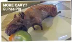  ??  ?? MORE CAVY? Guinea Pig