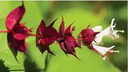  ?? Pictures: GETTY ?? ALL IN A NAME: Leycesteri­a formosa is also called flowering nutmeg