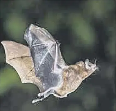  ??  ?? 0 Bats hunt at night, using echo-location to fly around and track down their prey in the dark