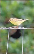  ?? Photo by Nick Giles ?? Juvenile Willow Warbler.