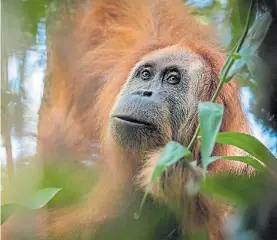  ?? EFE ?? Tapanuli. La especie vive en 1.100 kilómetros cuadrados, en Sumatra.