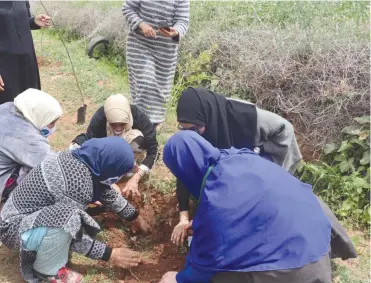  ?? (Courtesy High Atlas Foundation) ?? WOMEN PLANT an olive tree in the Marrakech-Safi region of Morocco.