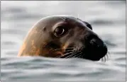  ?? ROBERT F. BUKATY — THE ASSOCIATED PRESS FILE ?? A gray seal swims in Casco Bay, off Portland, Maine, in 2020. Seal deaths from the bird flu have been detected everywhere from New England to Chile.