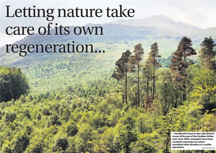  ?? @HardknottF­orest ?? Hardknott Forest in the Lake District covers 630 acres of the Duddon Valley and, since 2003, ecologists have been carefully restoring it to native woodland after decades as a conifer plantation