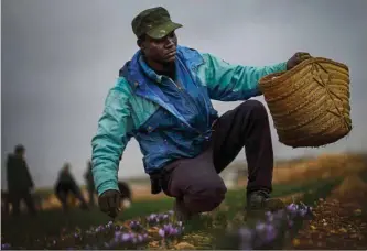  ??  ?? (Far right) Harvesters are paid about € 5.20 or RM25 for a kilogramme of crocus flowers.