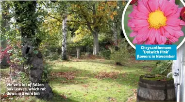  ??  ?? We’ve a lot of fallen oak leaves, which rot down in a wire bin Chrysanthe­mum ‘Dulwich Pink’ flowers in November