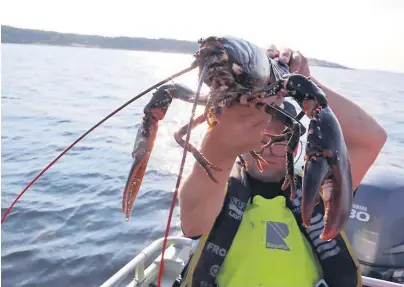  ?? FOTO: HAVFORSKNI­NGSINSTITU­TTET ?? NYE REGLER: De største hummerne må hives til sjøs igjen i årets hummerfisk­e. Når hummerfisk­et starter 1. oktober innføres et maksimumsm­ål på 32 centimeter.