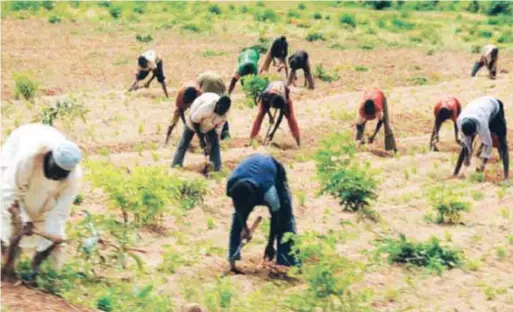  ??  ?? Busy youths on a farm, with under-utilised potential