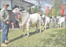  ??  ?? Algunos de los ejemplares Nelore premiados que hoy serán llevados a remate por el gremio de criadores de esta raza.