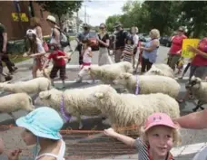  ?? RYAN REMIORZ/THE CANADIAN PRESS ?? Volunteer shepherds guide a flock of sheep to a Montreal park Wednesday.