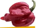  ??  ?? Trinidad’s moruga “Scorpion” pepper is rated the hottest in the world