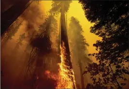  ?? THE ASSOCIATED PRESS ?? Flames lick up a tree as the Windy Fire burns in the Trail of 100Giants grove in Sequoia National Forest last September.