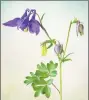  ??  ?? “Columbine,” archival digital photograph by Judith Secco