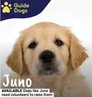  ?? ?? AVAILABLE Dogs like Juno need volunteers to raise them