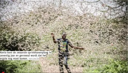  ?? FOTO EPA-EFE ?? Kenia kent de zwaarste sprinkhane­nplaag in zeventig jaar en gevreesd wordt dat het ergste nog moet komen.