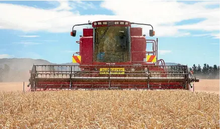  ??  ?? Milling wheat yields were up 12 per cent on last year.