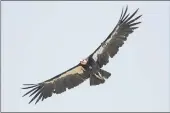  ?? MARCIO JOSE SANCHEZ — THE ASSOCIATED PRESS ?? A California condor takes flight in the Ventana Wilderness in 2017. The endangered birds can have “virgin births,” according to a study.