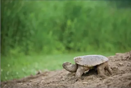  ?? TORONTO STAR FILE PHOTO ?? A snapping turtle considers her options after laying her eggs on a mound of sand placed near the Long Point Causeway.