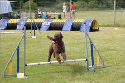  ?? FOTO: PRIVAT ?? Her er det Tinka som fikk prøve litt agility.