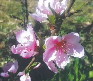  ?? ?? Flowers on a volunteer nectarine in the garden. Fingers crossed for a good crop.
Picture: Jennifer Stackhouse