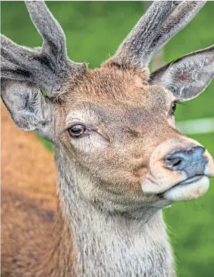  ??  ?? A close-up of one of the Blair Castle deer.