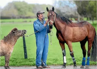  ?? PHOTO :KELLY HODEL/STUFF ?? Murphy, the Shetland pony, checks out his paddock buddy and race day travel mate Danke and Geoff Martin.