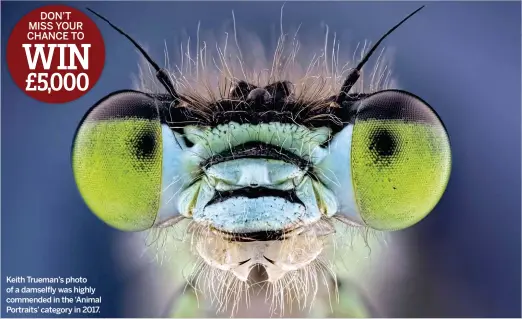  ??  ?? Keith Trueman’s photo of a damselfly was highly commended in the ‘Animal Portraits’ category in 2017.