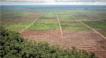  ?? GREENPEACE ?? Greenpeace says this aerial photo shows new clearance for palm oil plantation­s on ‘‘secondary dry land forest’’ at a concession run by Gama Group near the village of Selauw in Papua province, Indonesia.