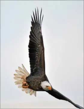  ??  ?? A record 489bald eagles were recorded at Hawk Mountain this year.