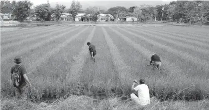  ??  ?? Farmers and fishermen in Palawan can now access the Department of Agricultur­e’s (DA) Production Loan Easy Access (PLEA) noncollate­ralized credit interventi­on scheme which could help them raise their farm or fishing production­s. (Photo courtesy of Tenggoy Sarmiento)