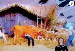  ??  ?? 3 1 Vaca esteve presente no estúdio da TVI 2 Animal provocou susto entre os presentes 3 Criança estava presente e teve de ser retirada do cenário
