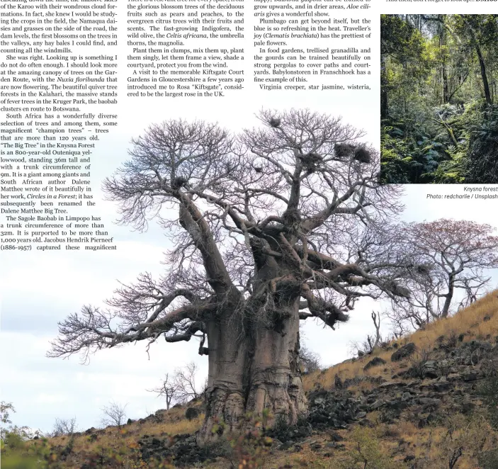  ?? Photo: Ansie Potgieter / Unsplash ?? Baobab tree
Knysna forest Photo: redcharlie / Unsplash