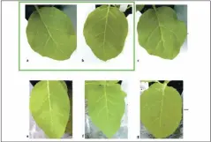  ?? COURTESY OF ELISABETH BIK ?? In these research paper photos, the arrangemen­t of veins in leaves A and B is identical, even though the plants were treated differentl­y. This suggests the same leaf has been photograph­ed twice in a different light and position, Bik says.
